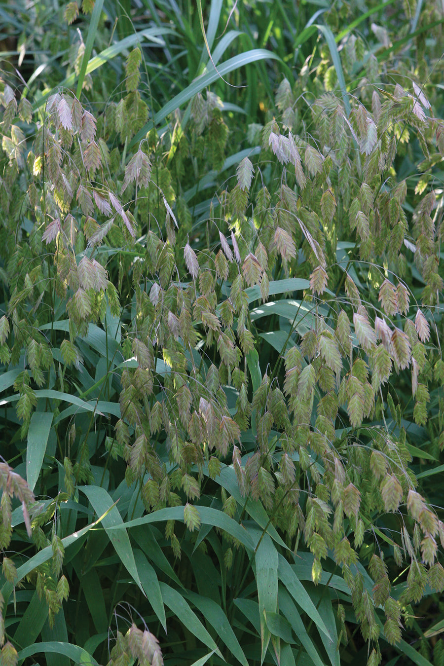 Grasses, Green Dangles