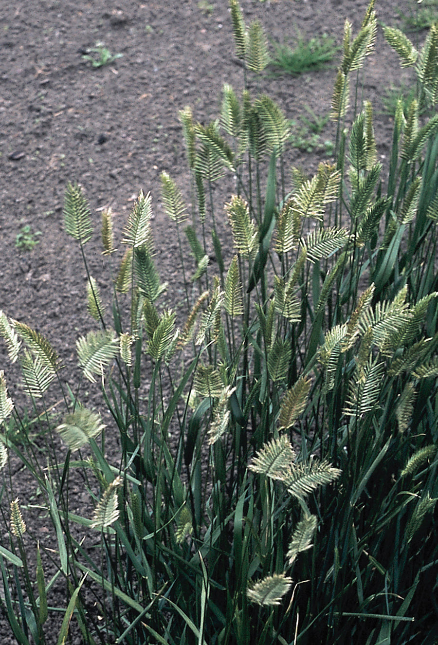 Grasses, Fishbone Grass Vulcan