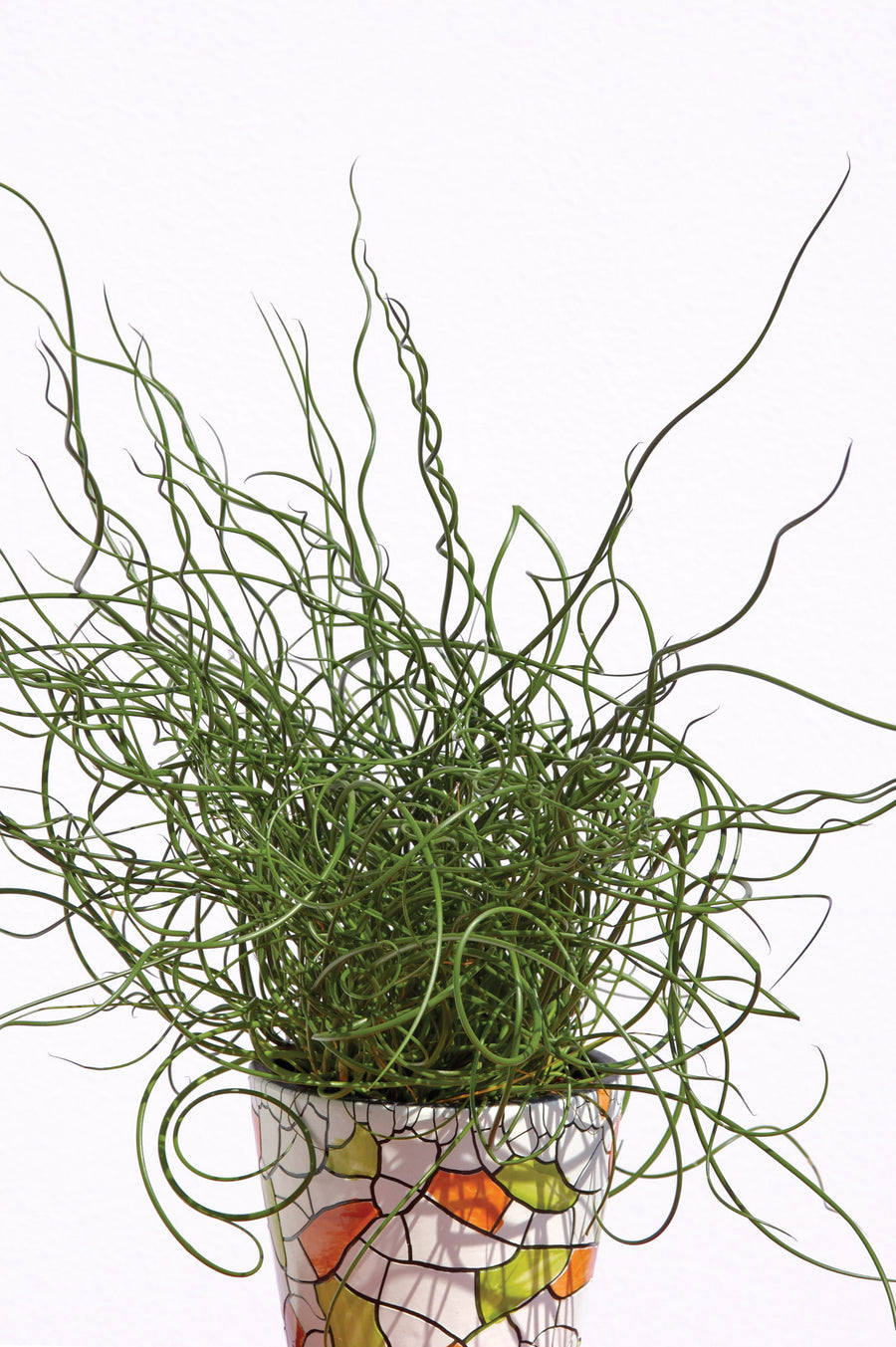 Grasses, Juncus Spiralis