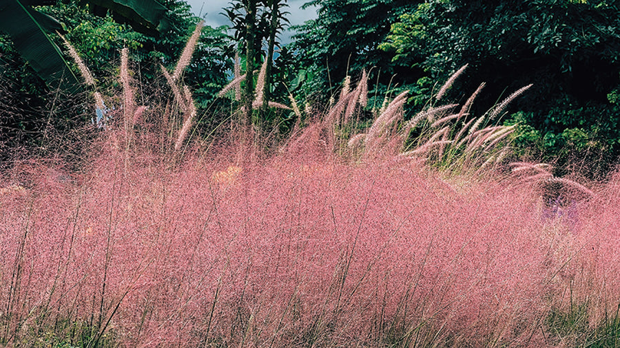 Grasses, Muhly Grass Ruby