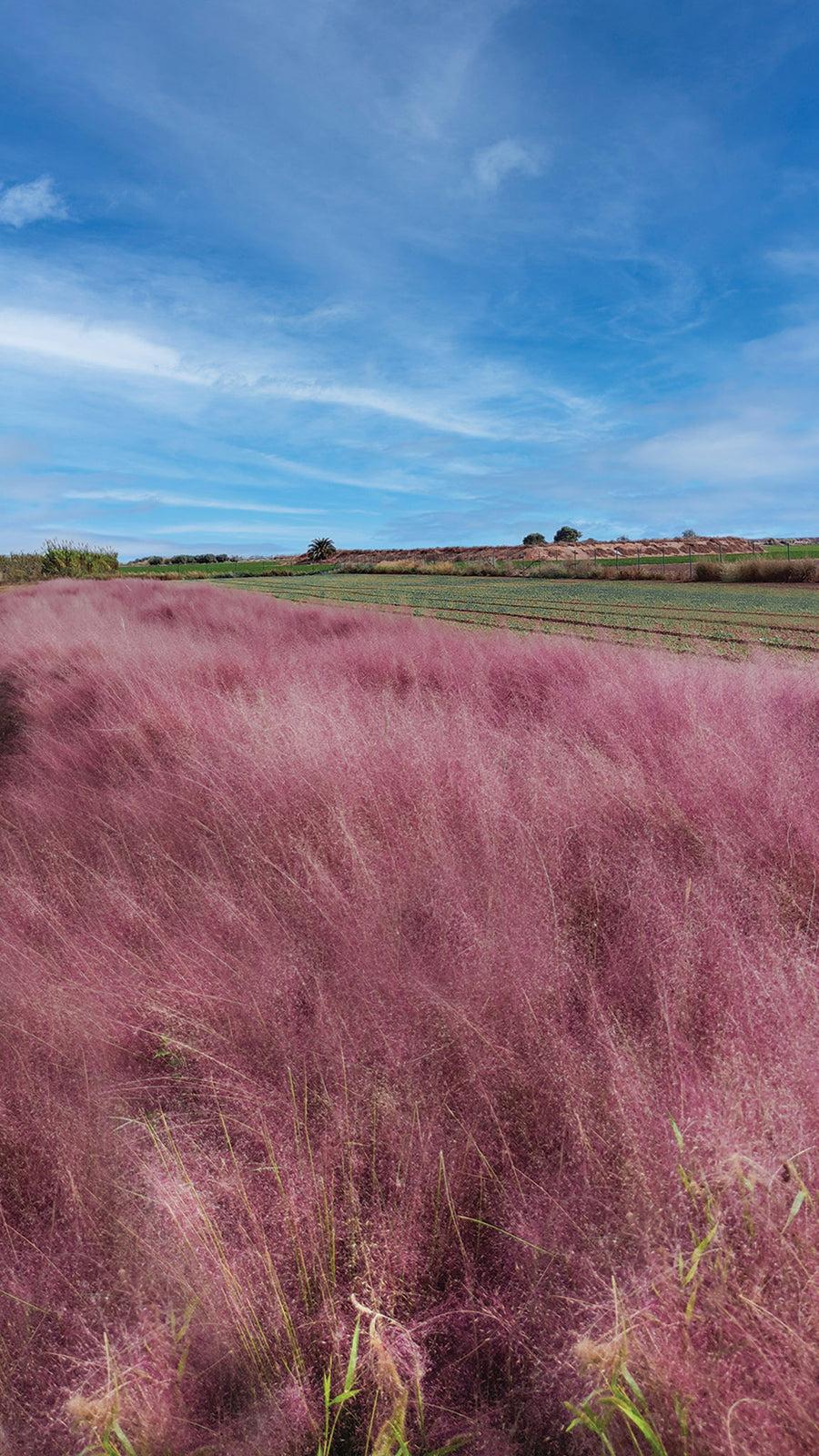 Grasses, Muhly Grass Ruby