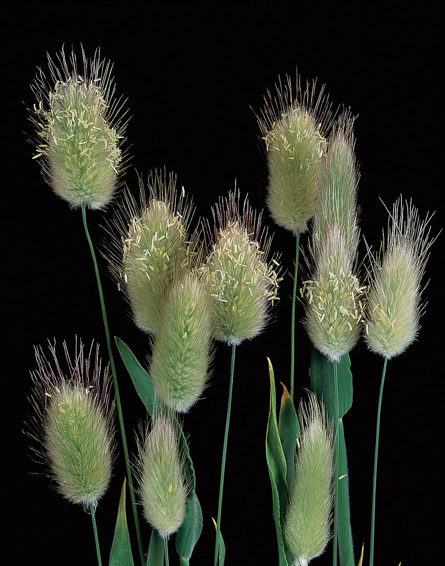 Hare's Tail Grass