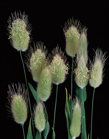 Hare's Tail Grass