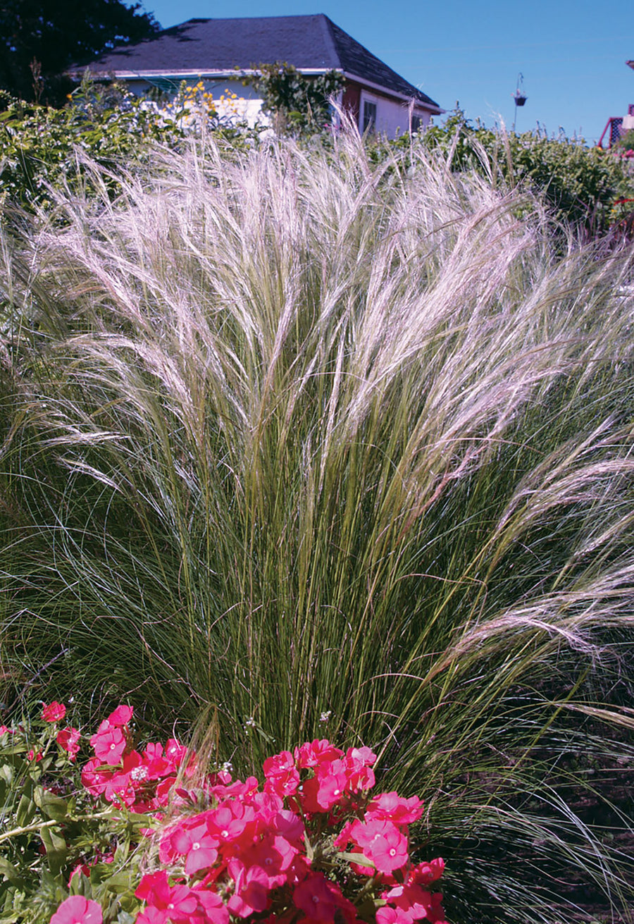 Grasses, Stipa Ponytails