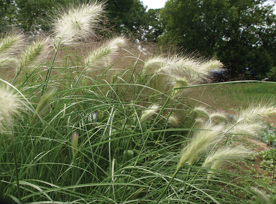 Grasses, FeatherTop Grass Fluffy