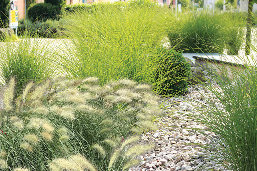 Grasses, FeatherTop Grass Fluffy