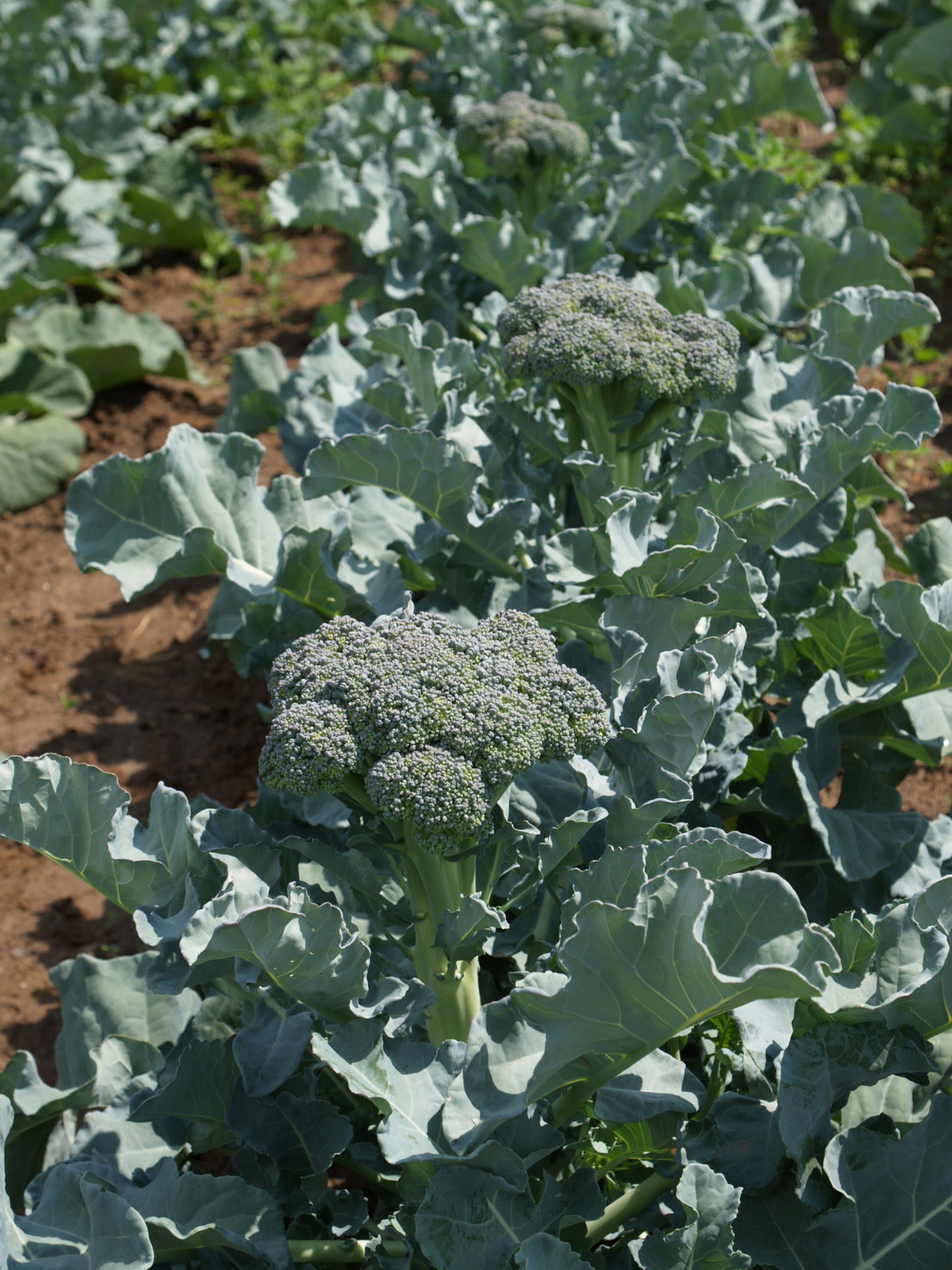 Broccoli, Sibsey Artwork Hybrid – William Dam Seeds