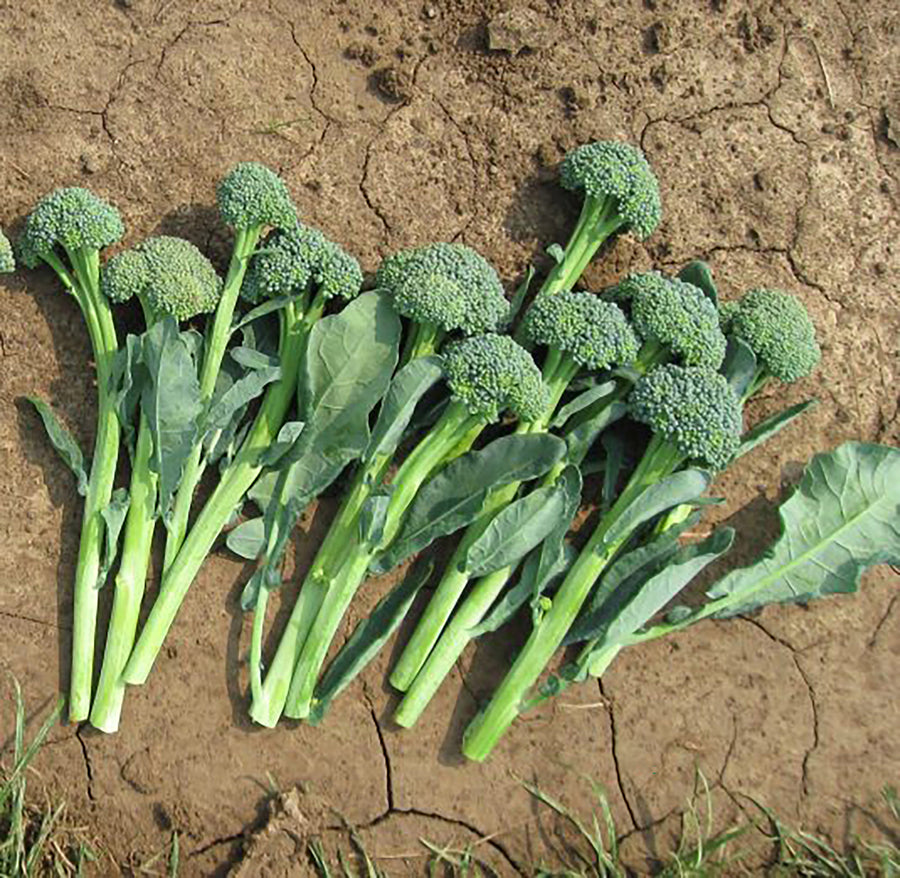 Broccoli, Sibsey Artwork Hybrid