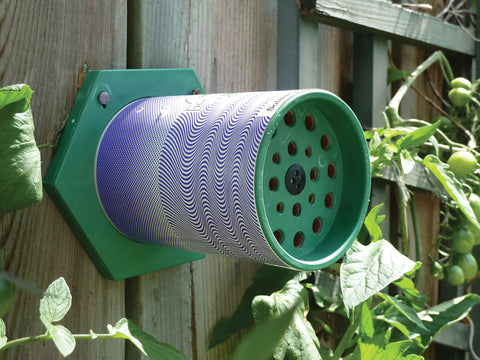 Solitary Pollen Bee Nest