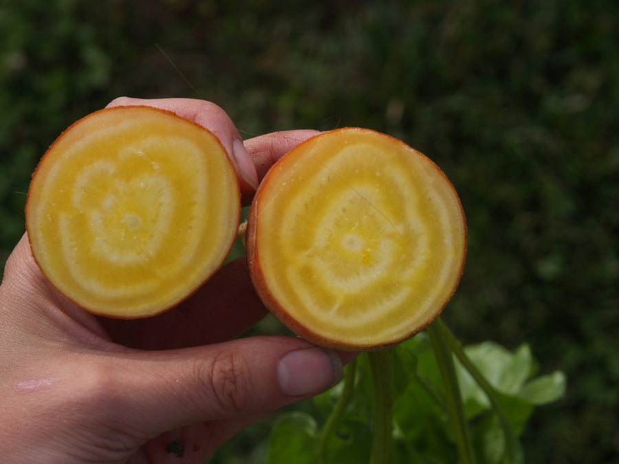 Beets, Touchstone Gold Organic