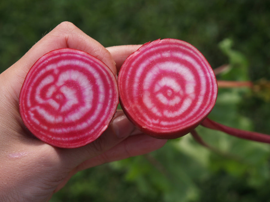 Beets, Chiogga Guardsmark