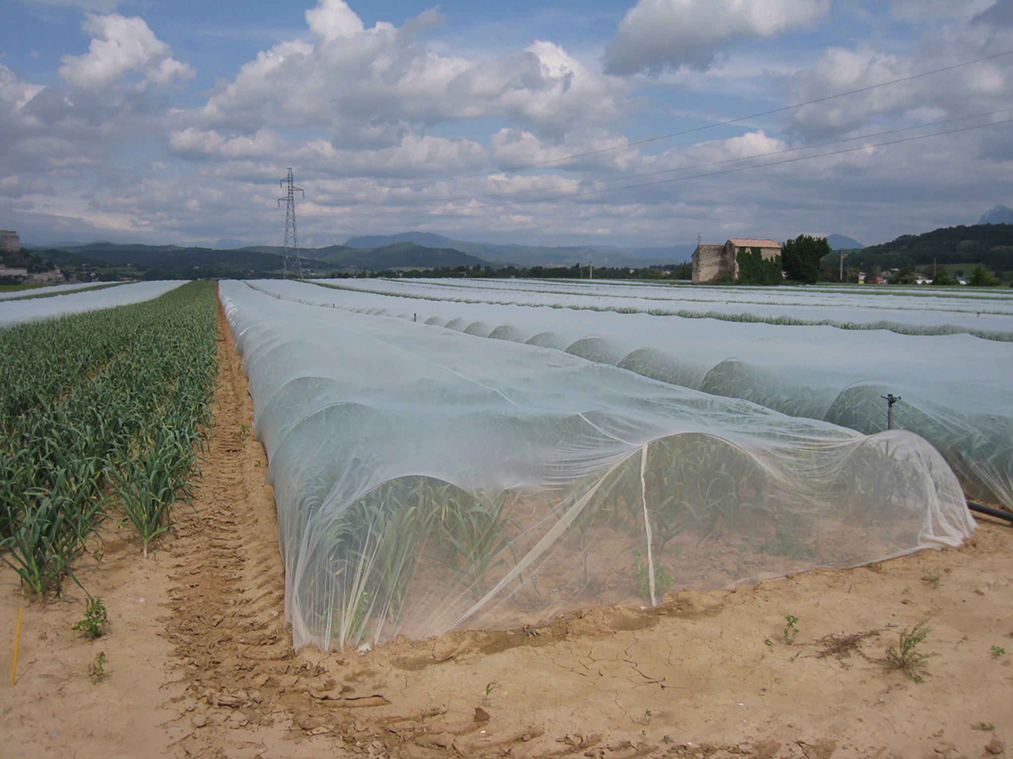 Netting Insect Control Field Netting, Insect Netting 6.9' x 25' – William Dam Seeds
