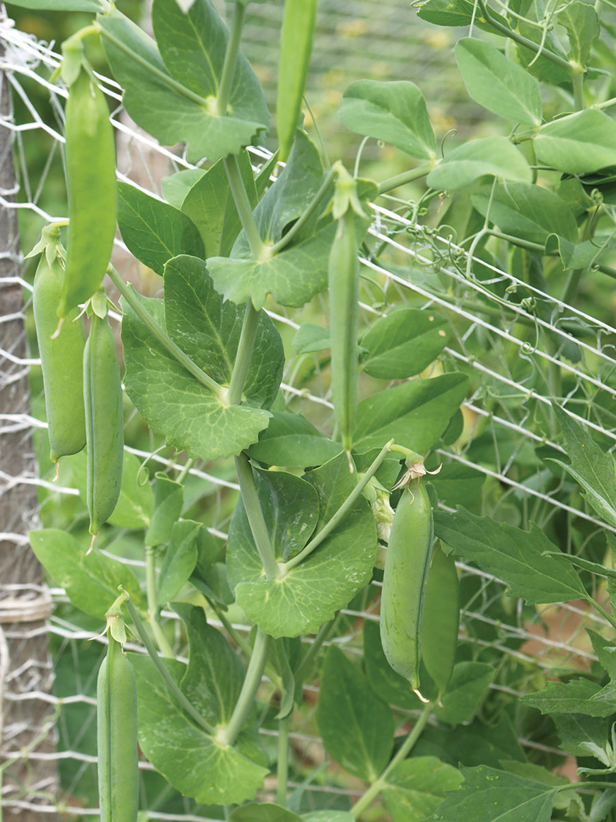 Netting, Pea Netting 20