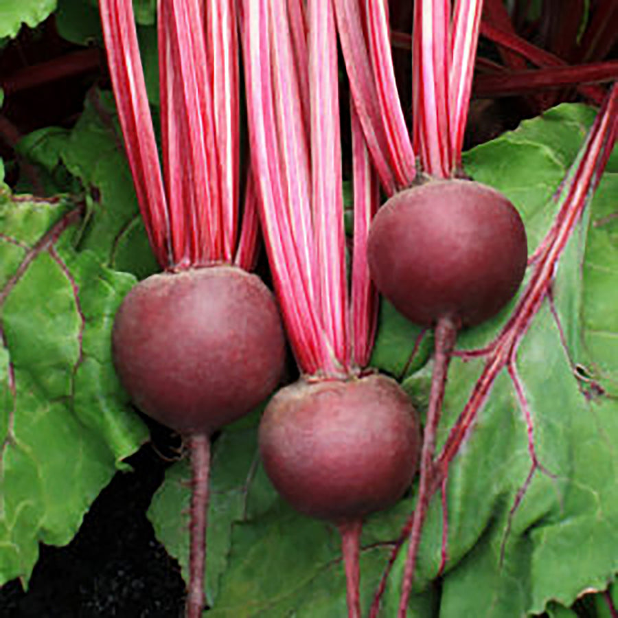 Beets, Detroit Supreme