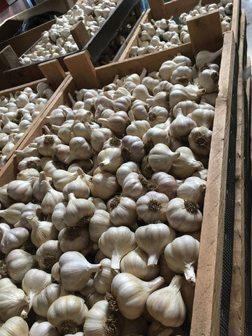 Garlic, Spring Garlic