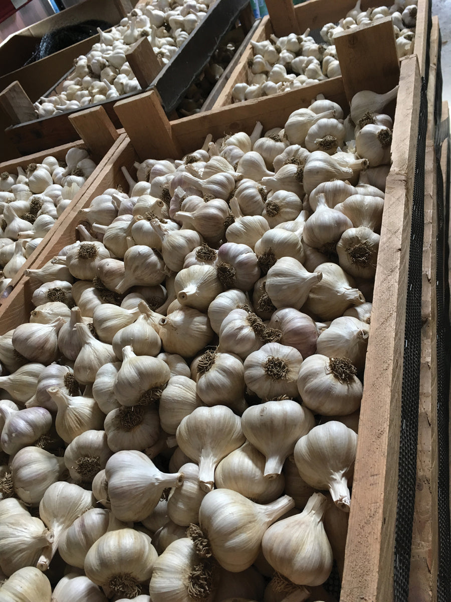 Spring Seed Garlic Garlic, Spring Garlic – William Dam Seeds