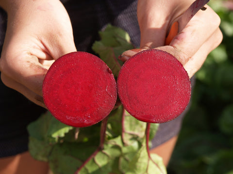 Beets, Robin Hybrid DR