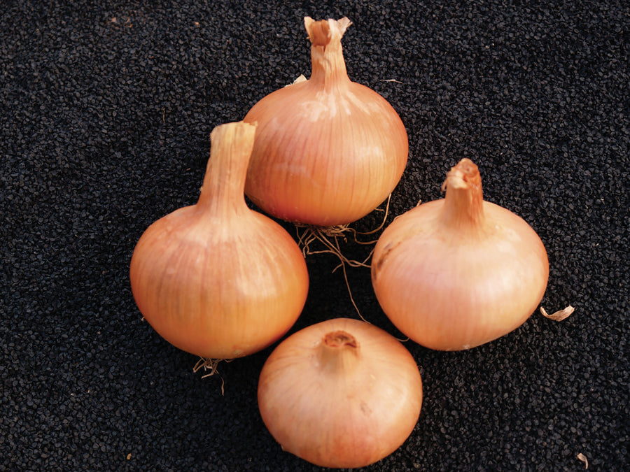 Onion Sets, Yellow Spanish Sets