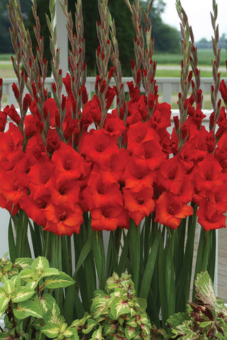 Gladioli, Manhattan