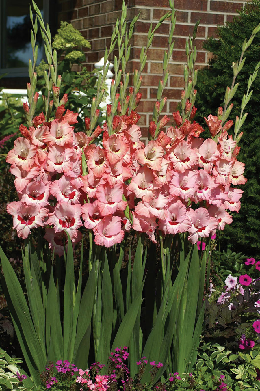 Gladioli, Wine and Roses