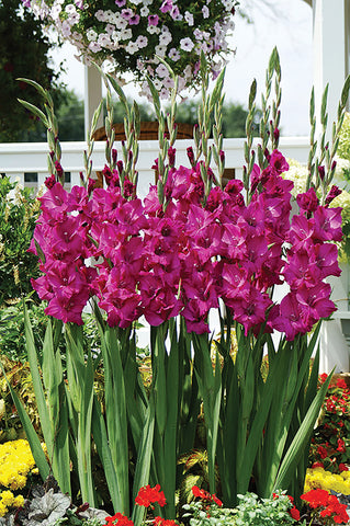 Gladioli, Sugar Plum