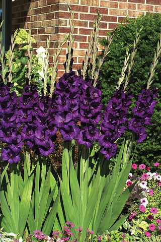 Gladioli, Purple Flora