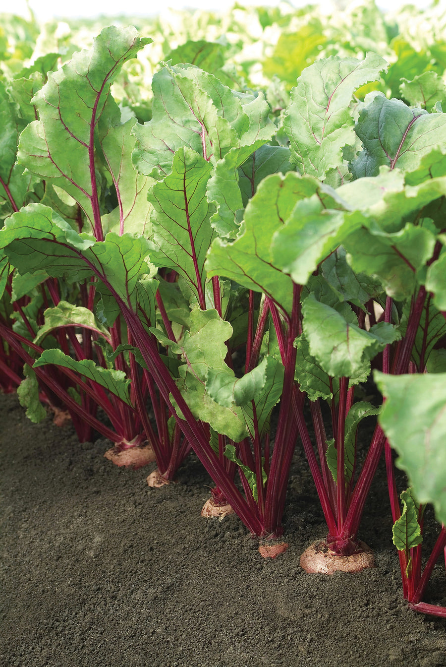 Beets, Kestrel Hybrid