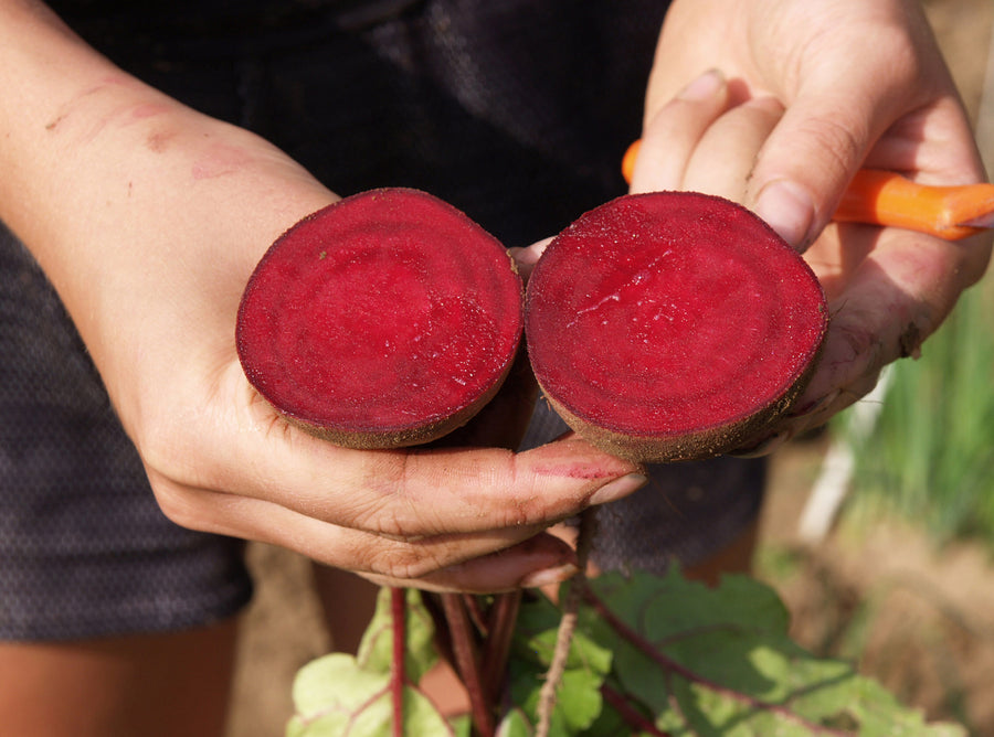 Beets, Kestrel Hybrid