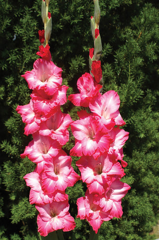 Gladioli, Chit Chat