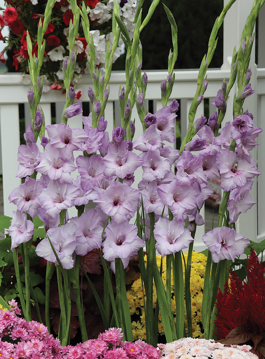 Gladioli, Milka