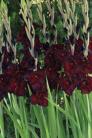 Gladioli, Black Sea