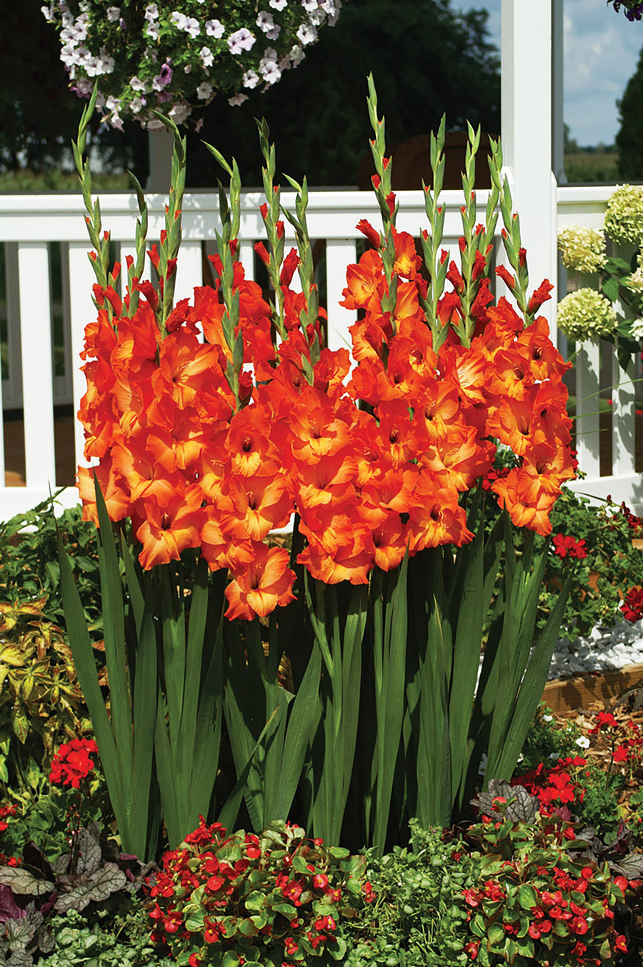 Gladioli, Prince of Orange