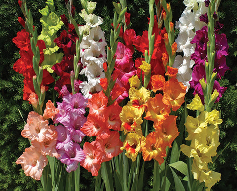 Gladioli, Early flowering collection
