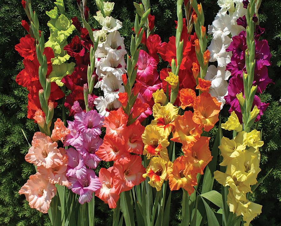 Gladioli, Florist Collection