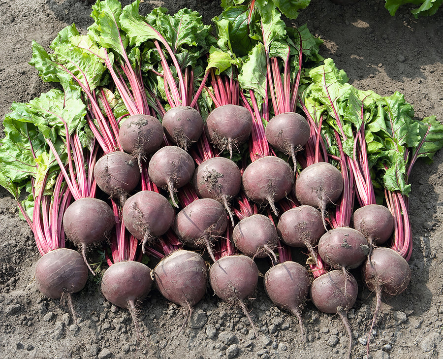 Beets, Boro Hybrid Organic