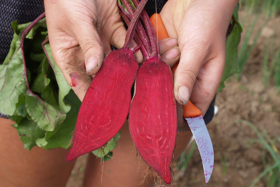 Beets, Cylindra