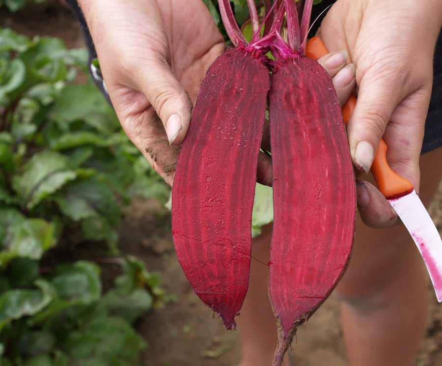 Beets, Taunus Hybrid