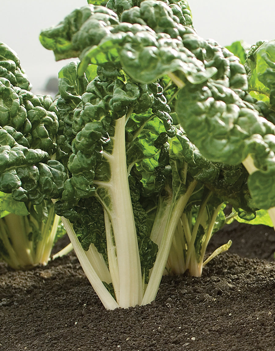 Swiss Chard, Silverado CS strain