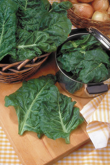 Swiss Chard, Green Perpetual