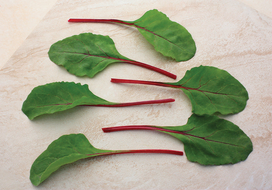 Swiss Chard, Fire Fresh Hybrid