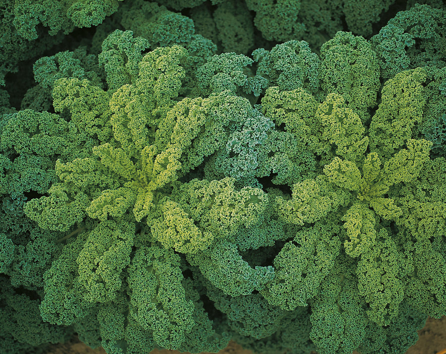 Kale, Darkibor Hybrid Organic