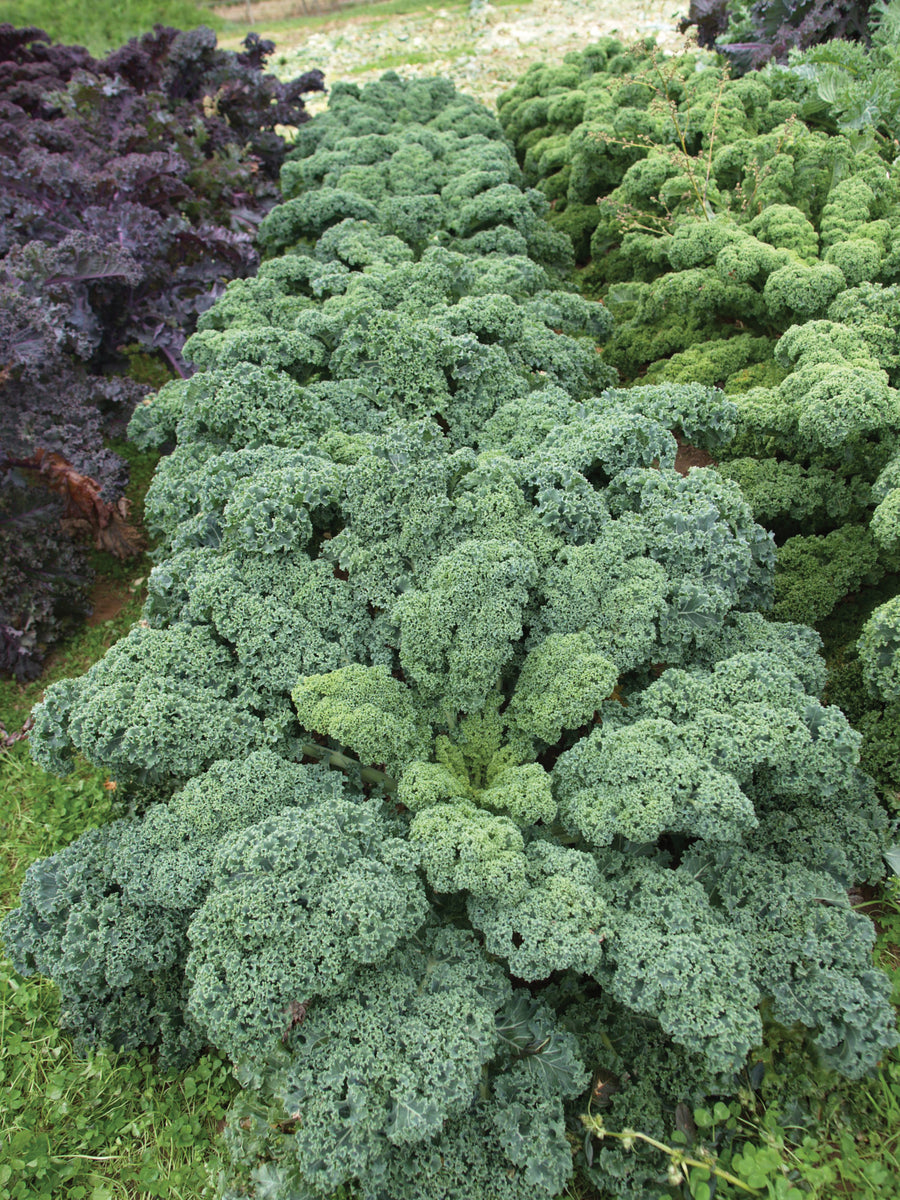 Kale, Starbor Hybrid