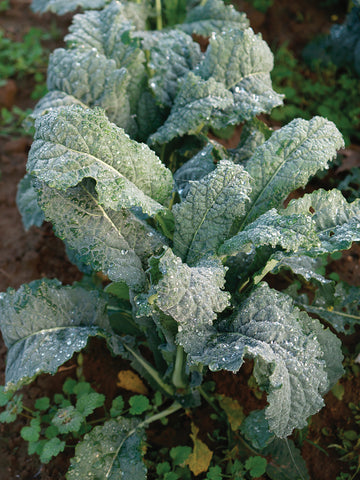 Kale, Nero Di Toscana
