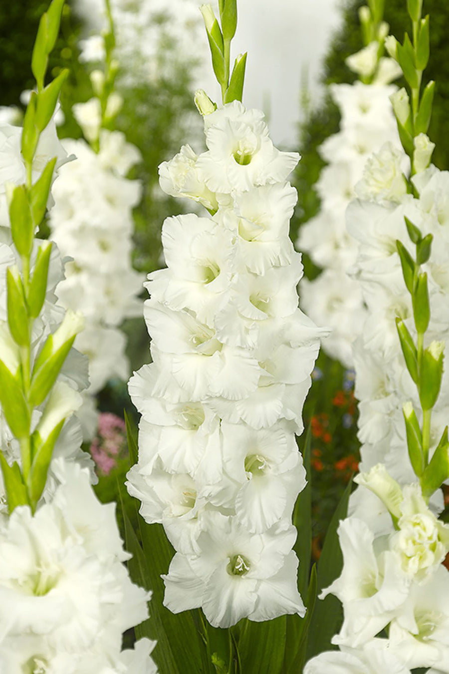 Gladioli, Snowboard