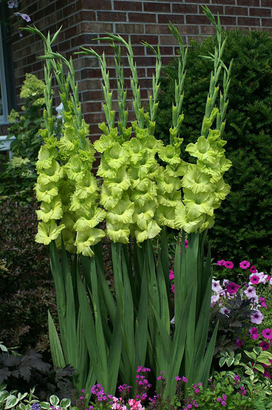 Gladioli, Green Star