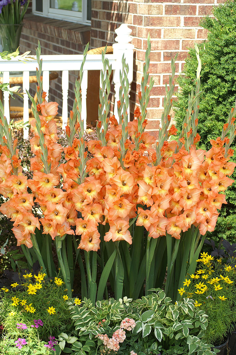 Gladioli, Olympic Flame