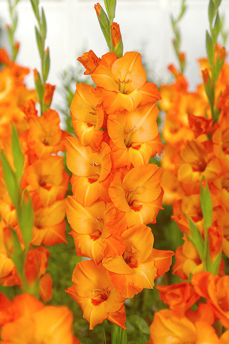 Gladioli, Prince of Orange